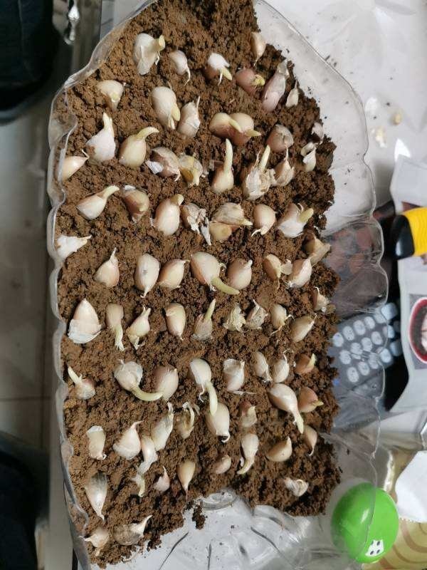 油桶|废弃的油桶别再扔了，简单处理一下，简直就是养花“神器”！