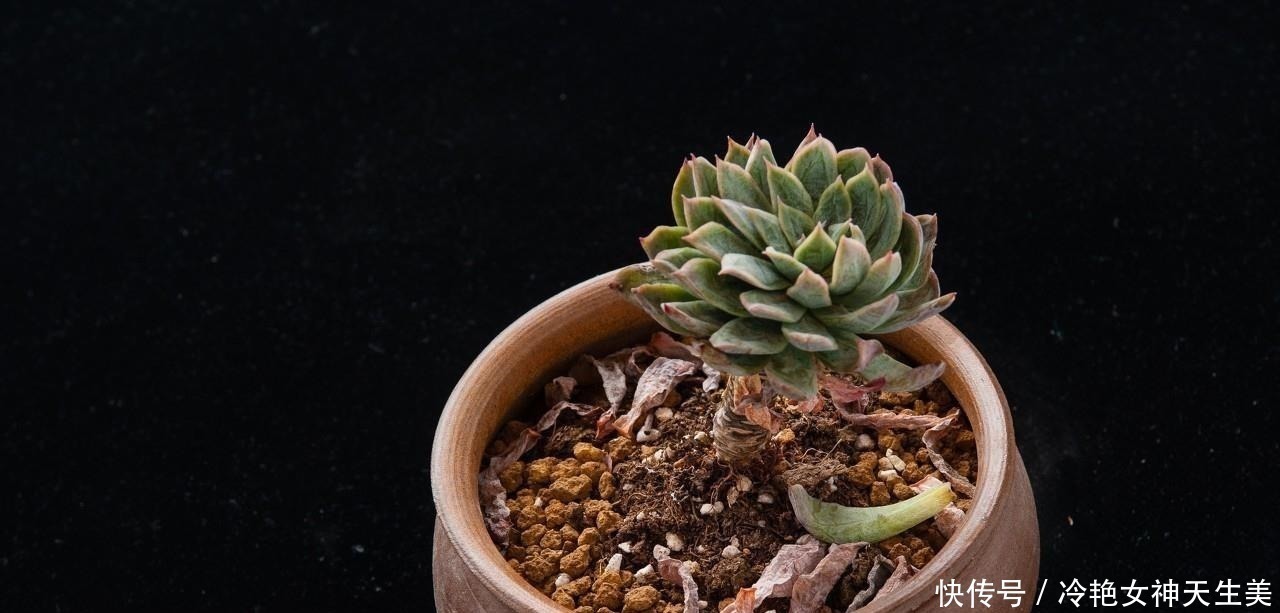 用处|在多肉花盆上放一层石头,竟有这么大用处,涨知识了!