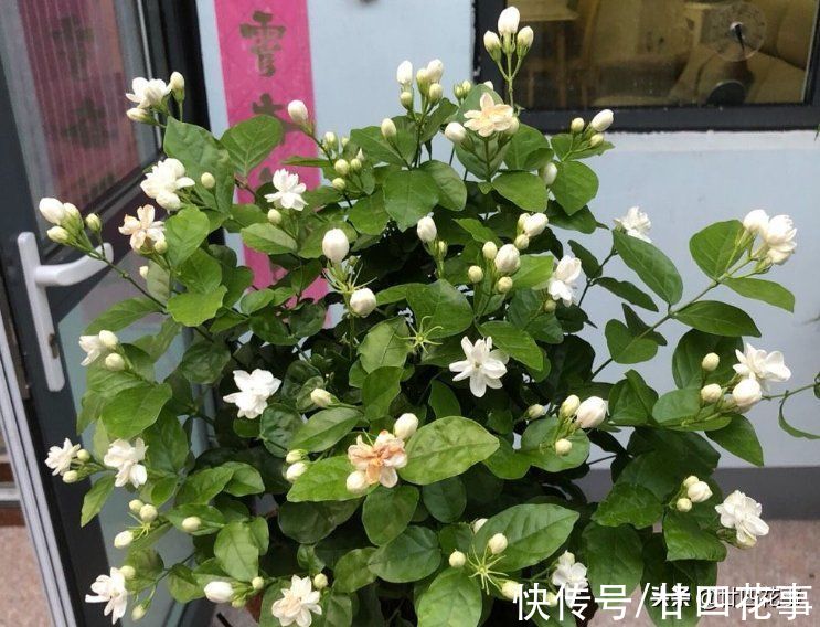 茉莉花期结束后,4件事万万别做,明年花少是小事,就怕过不了冬