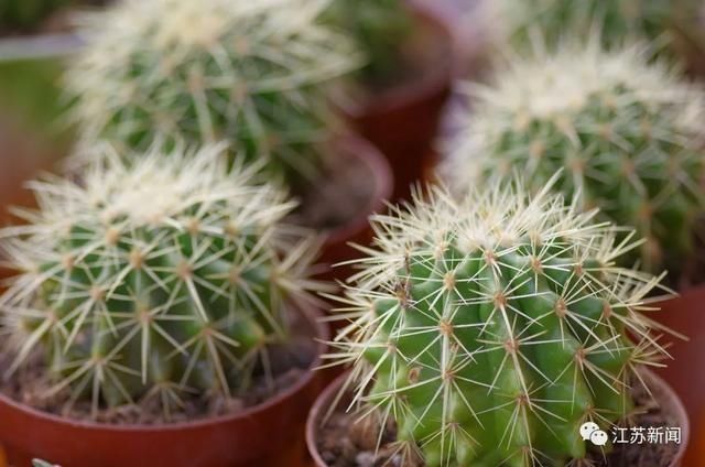 小熊掌|3岁女童一掌拍在仙人球上,家人处理方式让她的手肿成“小熊掌”