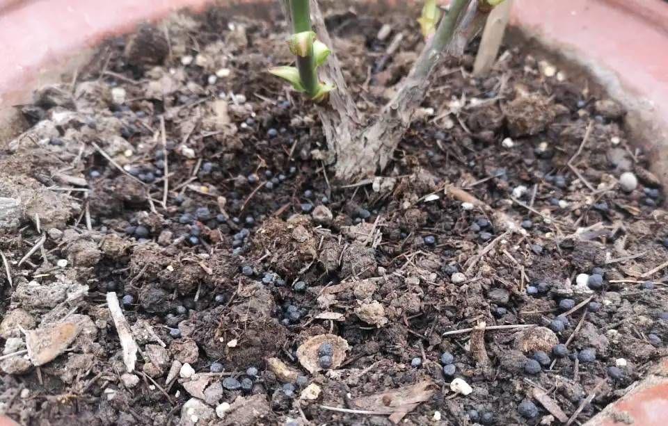 抽出|怎样给盆栽月季施肥?方法有3种,不断抽出新枝,长出花苞