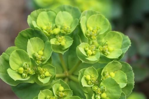 草药|路边碰见“猫眼草”,一定要拔回家,在医院却是珍贵名草药