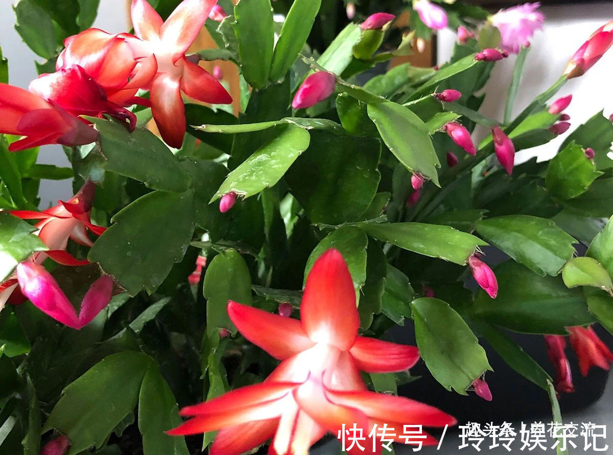 养盆栽蟹爪兰掌握10点就足够，看完就知道为啥叶子干瘪、不开花