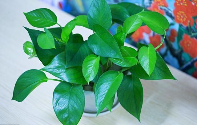  只用|立秋后养绿萝，别只用“清水”，加点它，叶子油绿，一蹿2米长