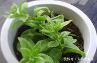 枝条|夏天“最适合”扦插3种花,10天生根,养2个月就能变“花海”