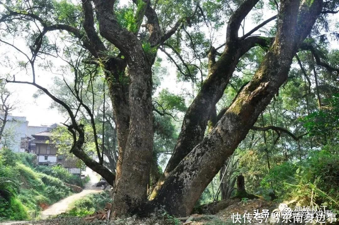 从江县|从江县西山镇田底村——被古香樟树环绕的传统村落