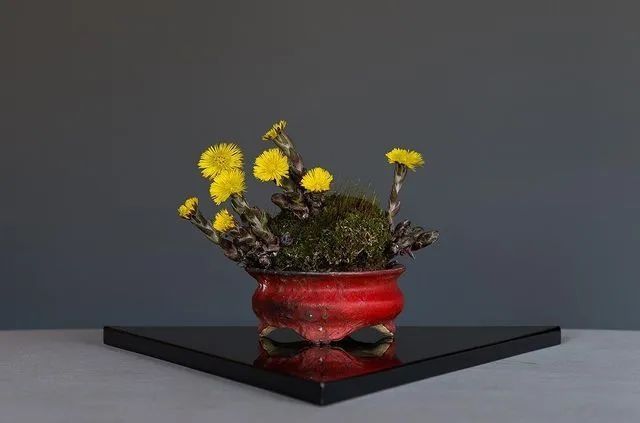 山野草，也高雅！