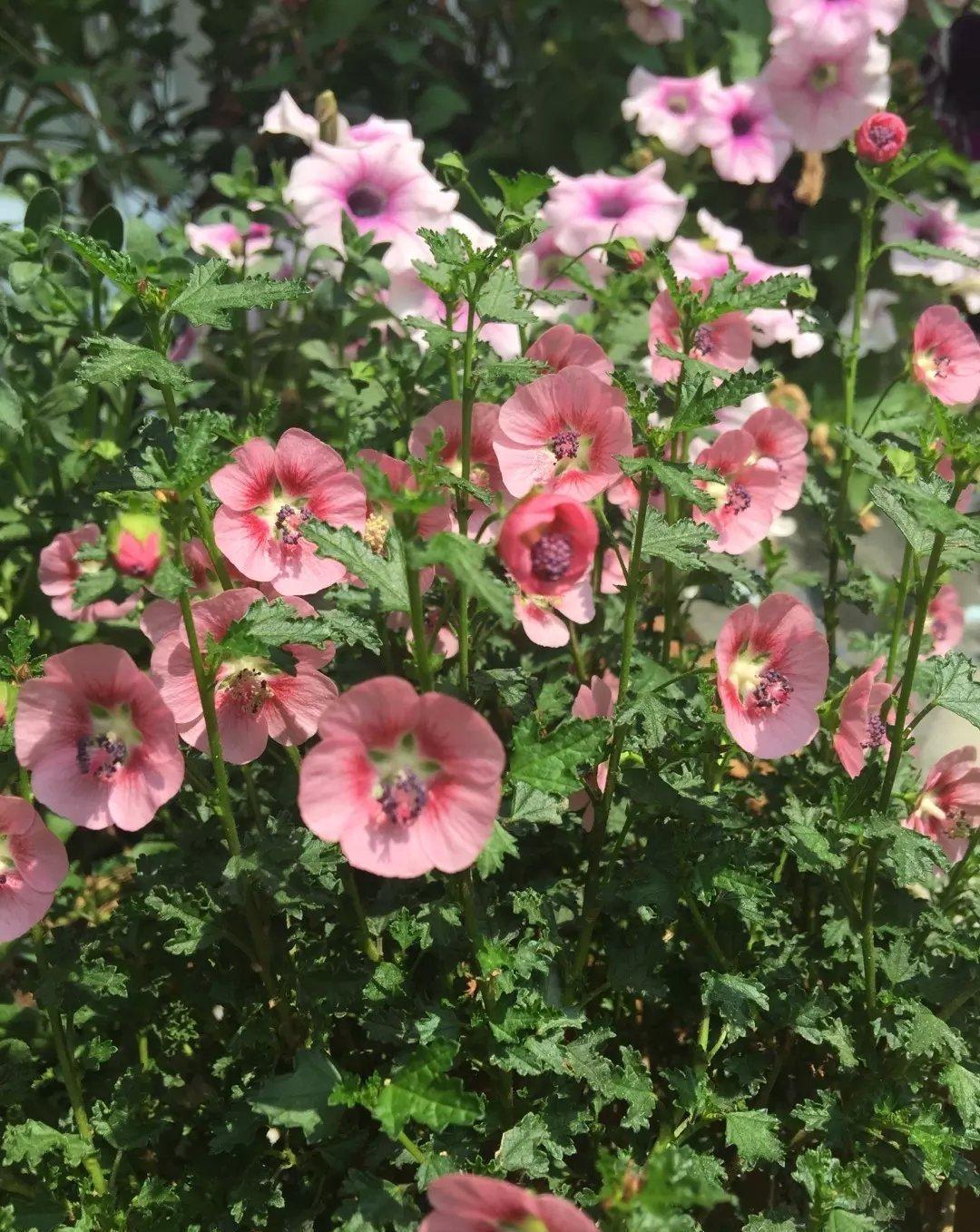 窗台|好养的3种开花机器,小阳台小露台小花园都可以养,越开花越多