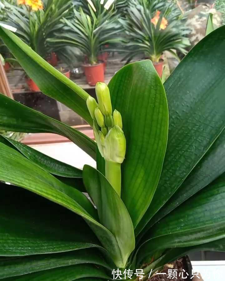 君子兰“夹箭”开不动?学会2招,只要7天,就把花箭拽出来