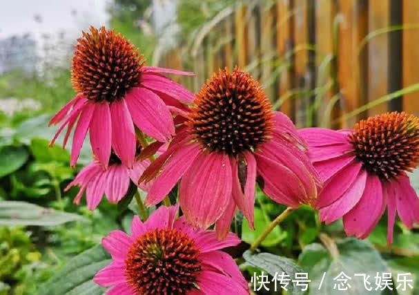 养护|它是“大花王”,开花如盆,花色美艳,养护简单,值得养一盆!