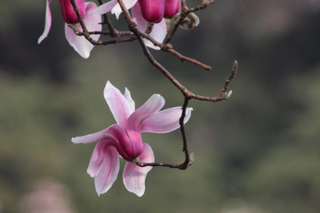 老年|南京连日春暖 雨花台宝华玉兰绽放
