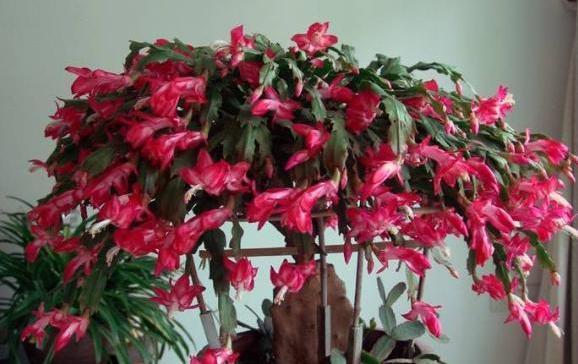 嫁接的蟹爪兰这么养,一盆能养一辈子,年年开成“大花树”