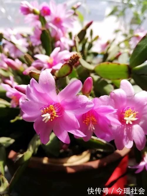 植物|养了5年的蟹爪兰,原来是个“假货”,看看你家的是什么?