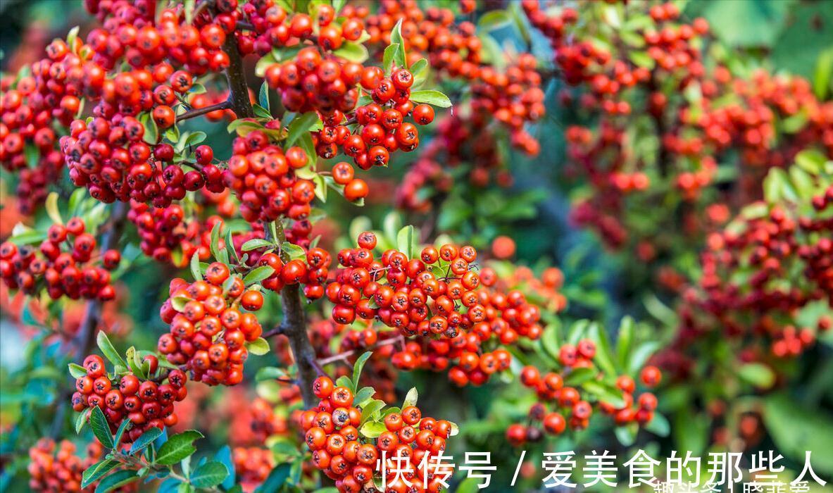 7种“吉祥果”，家里种一棵，喜气洋洋又“富贵”