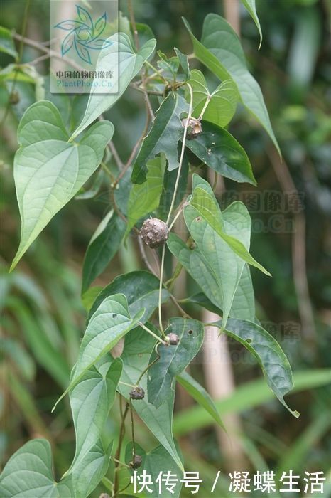 黄药子，见过吗解毒消肿，化痰散结用于甲状腺肿大，癌肿