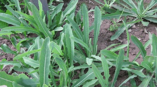 皇帝|农村一野菜,味道虽苦但很多人喜欢吃,相传皇帝也称赞