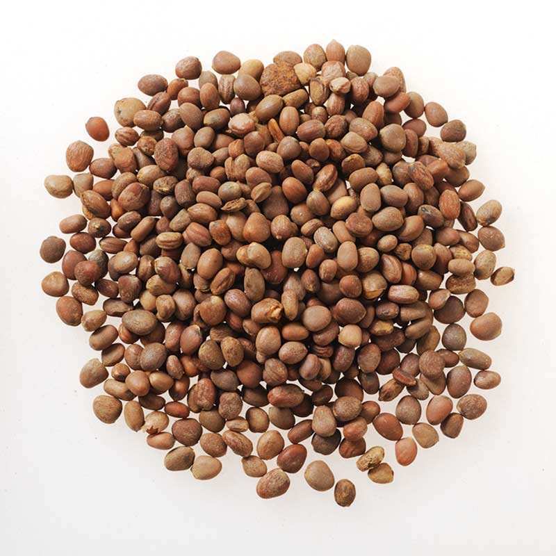 干结|被誉为“天然泻药”的中药,经常吃,消炎灭菌、口臭便秘都消失