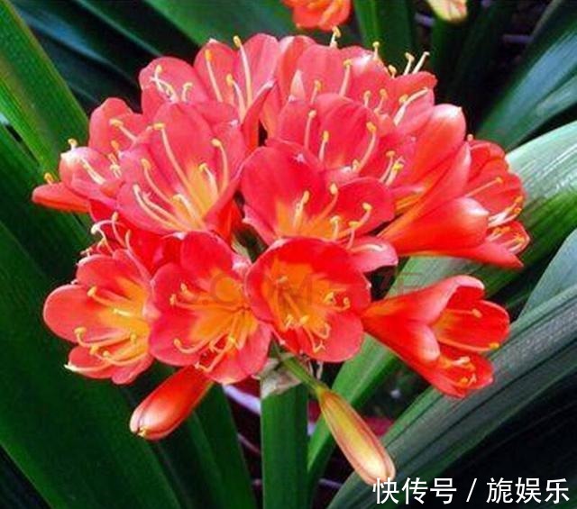 君子兰肥料给劲长得旺，这几种好肥料不能少，加一点就蹭蹭爆盆