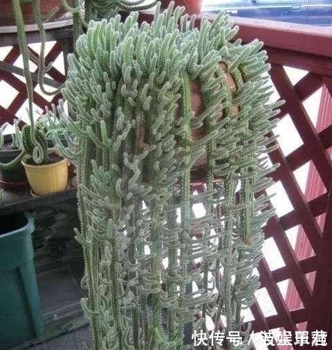 10款能吊起来养的多肉,一个比一个美,还不占地方