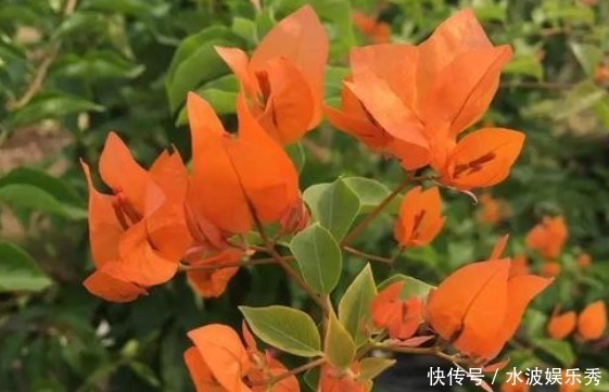 花色|新手养花不如养一盆“橙雀三角梅”,色彩明快,花期长适合盆栽养