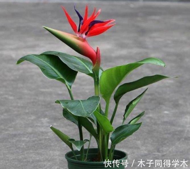 家养此款花卉,开花勤爱爆盆,比吊兰好养,你养了吗