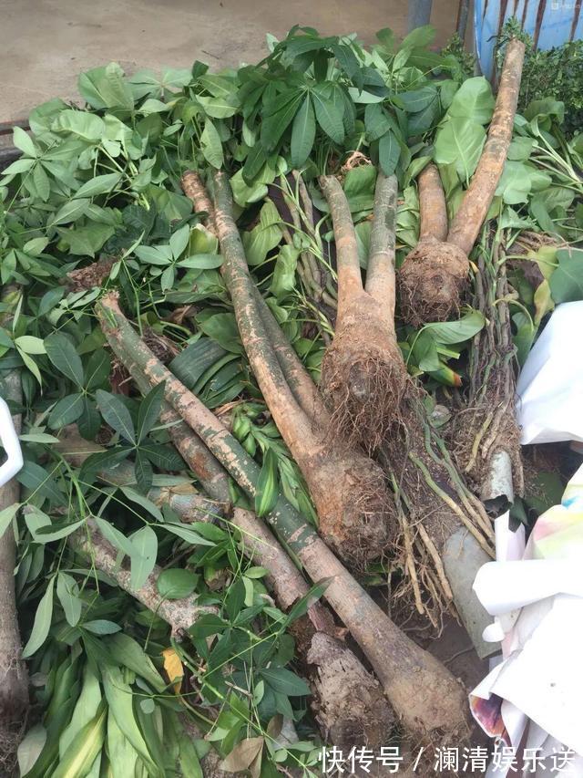 修剪|出门最容易“捡到”的5种花,拿回家剪几刀,不花钱成好看盆栽