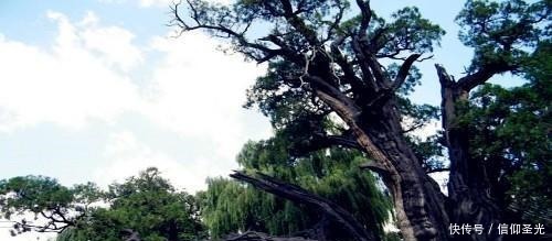 五大|中国五大文化古树 总树龄18800年 少林罗汉树上榜 第1树5000岁!