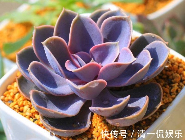 喜欢养护菊花,不如养护一盆多肉紫珍珠,造型独特颜色靓丽