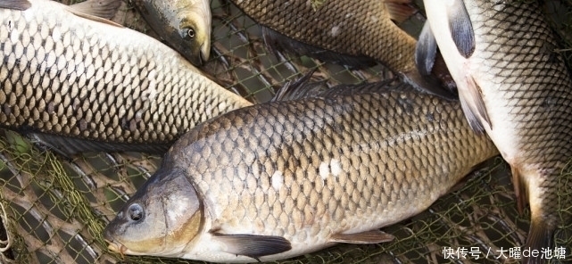 骨骼|每天喝牛奶可以补钙?北大教授:大错特错,真正补钙的是3事