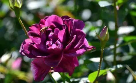 月季花|养花试试这款，保养恰当就能做到花盛开爆盆的成效