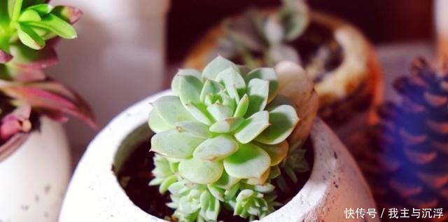 6种多肉“又美又难养”,新手不敢碰,浇水必黑腐,一入夏就剩盆!