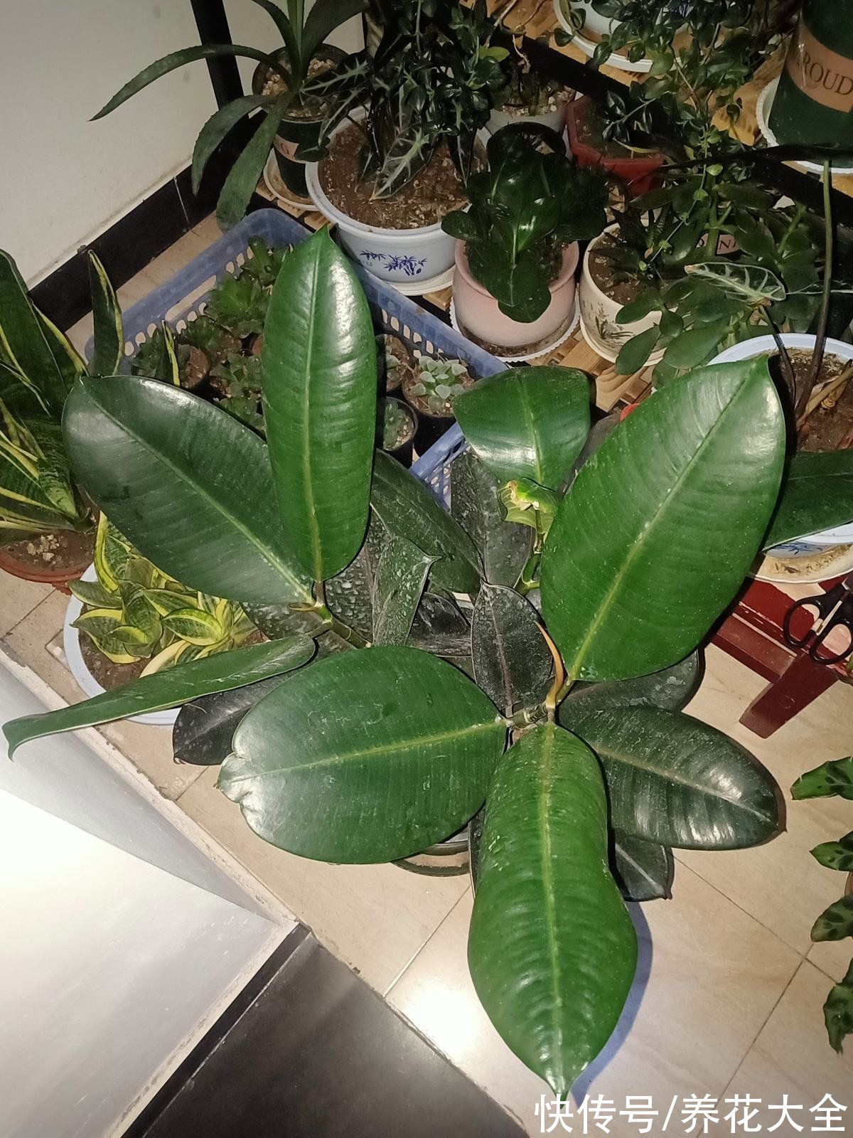 10种“荫蔽花”,家里没光也能养,光太强反而养不好