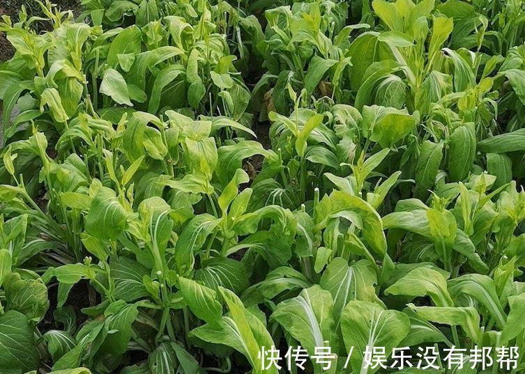 松针土|养花学会自己配土，省钱而且更肥沃，不论种什么花都能养得好