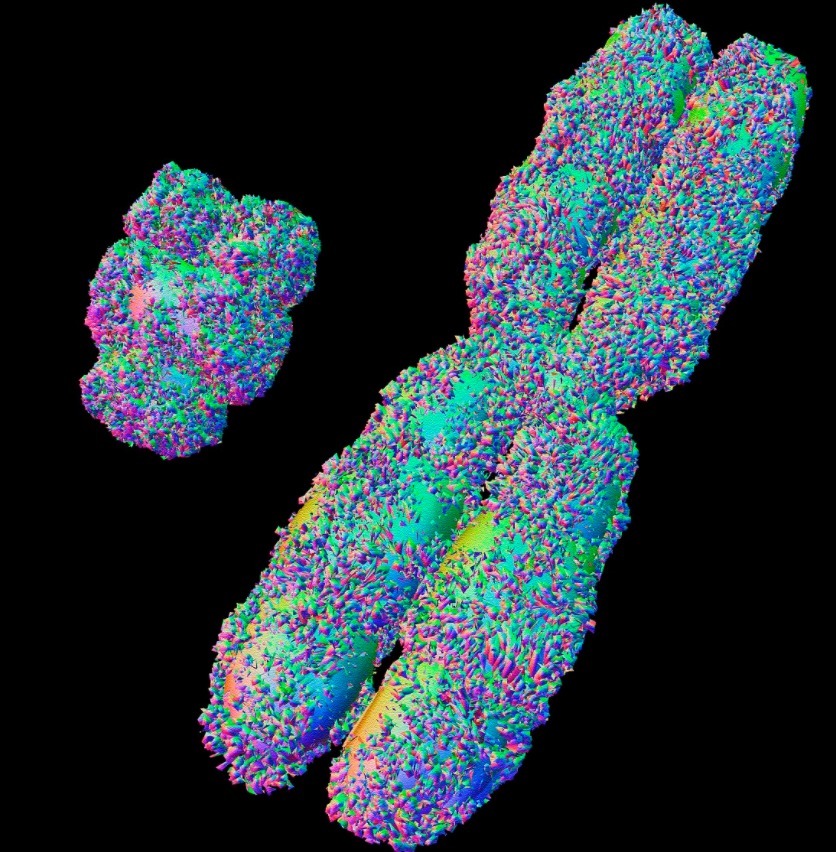 y染色体|?生男生女看谁,梦鲤鱼生女孩,梦蛇生男孩,有科学依据吗?