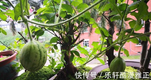 盆栽|在家种植瓜果这个季节熟了,健康又美味,小孩子太开心