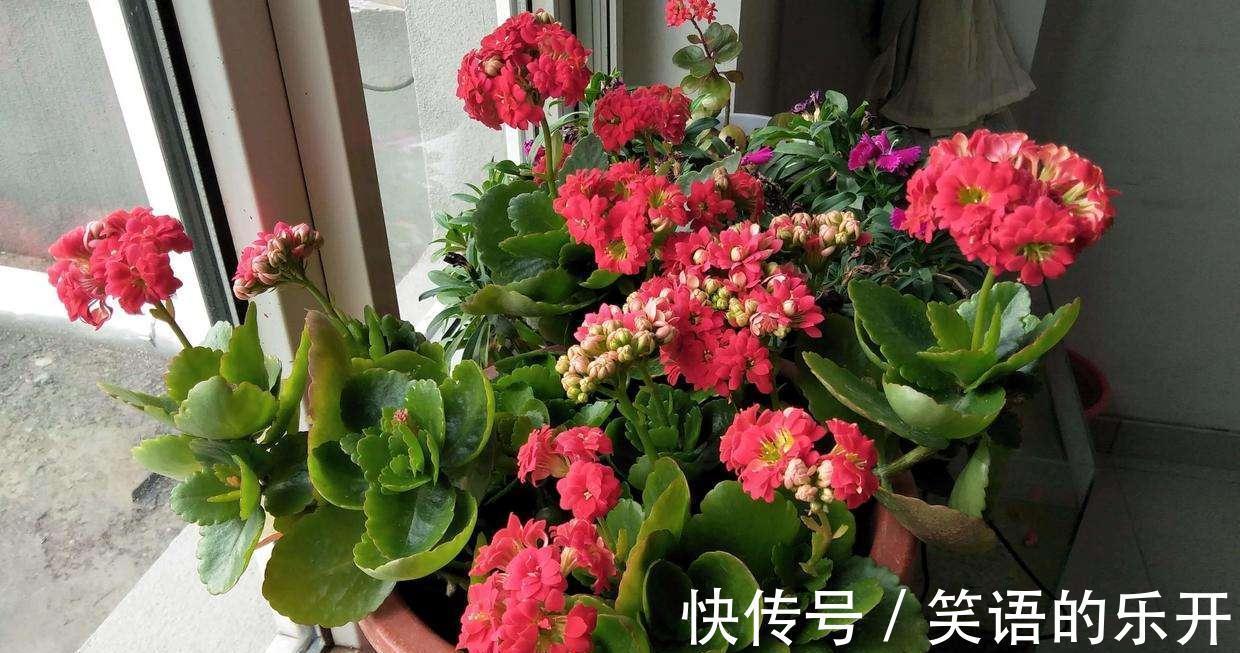 养长寿花,掌握住这5点要求,植株花开满枝,不再限于冬日