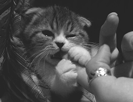 |搞笑动图：看你这么热情，本猫神就跟你握个手吧！