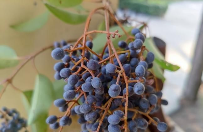 补肝肾的好药,李时珍:健腰膝,明目,安五脏