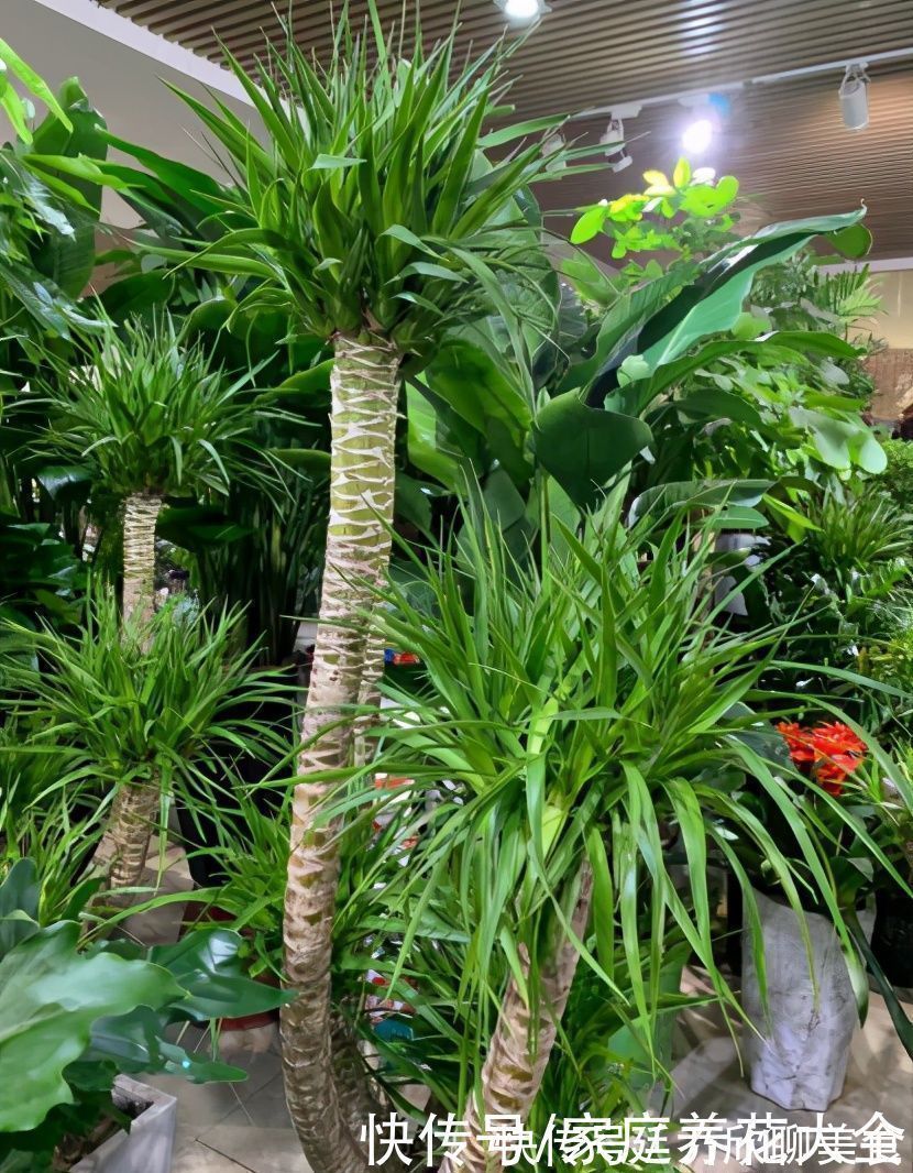 土壤|“它”真是个寿星老、养护得当、活上几十年那是小意思