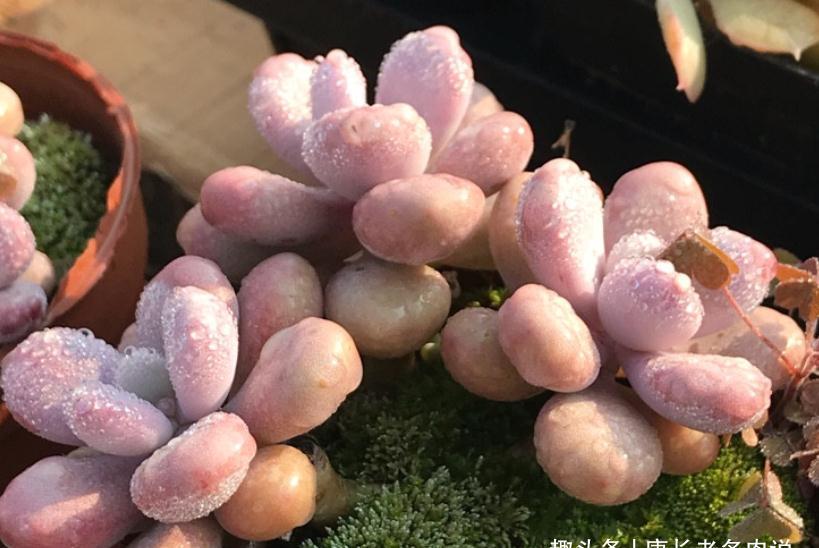 多肉桃蛋砍头？何必下如此狠手！是遇到这“4情况”必须要砍吗？