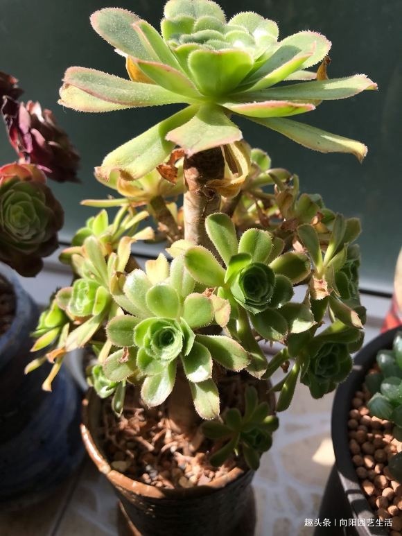 多肉买回家,总是养死,都是卖家的“小心机”,很多人都中过招