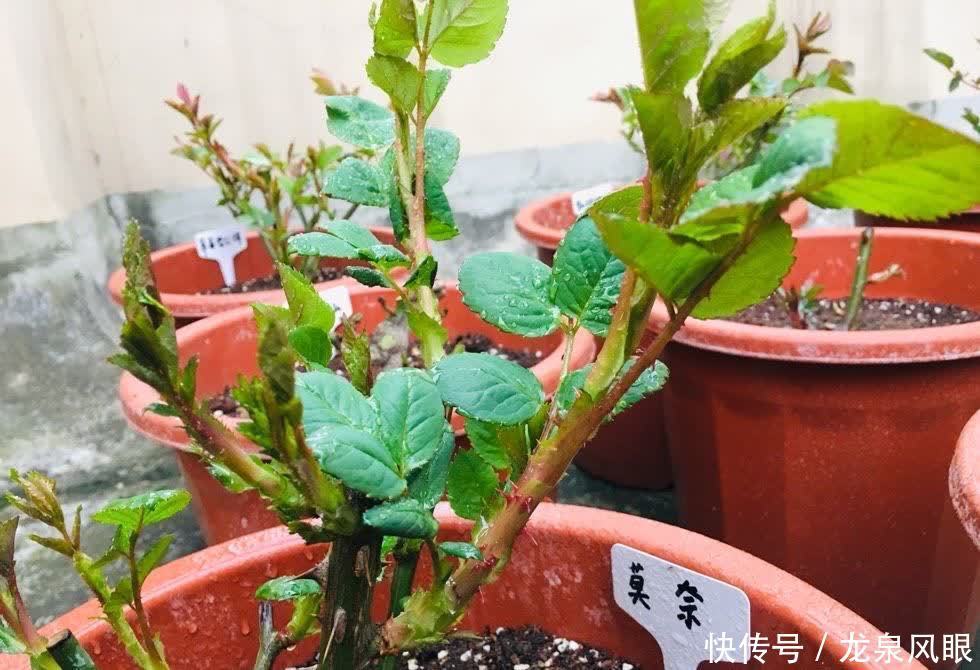 月季小苗怎么养？有2个小方法，顺利养到枝繁叶茂花开满枝