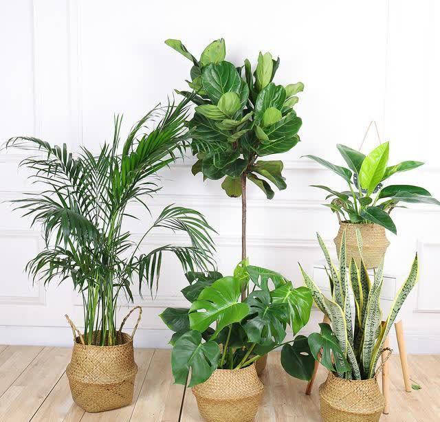 君子兰|发现5种“寿星花”,适合老人养,寓意好、颜值高,越养越值钱