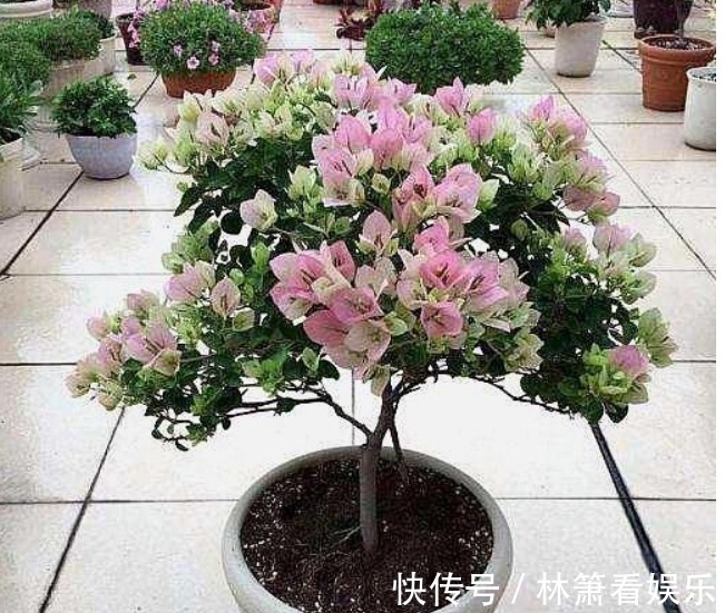 浇水|养三角梅,“一种垃圾”扔盆里,肥效顶半年,一年开“好几茬”