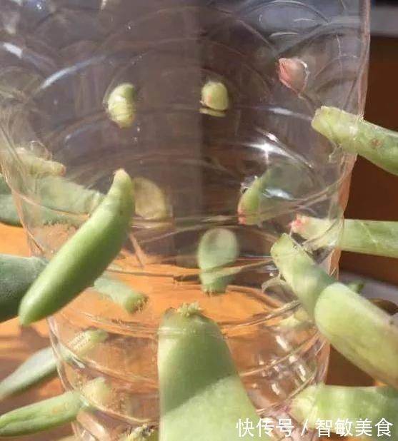 用途|一个小小矿泉水瓶,不但能种花,还可以做扦插,用途原来这么多