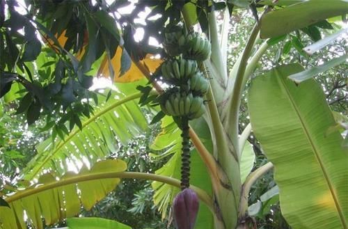 女性经期身子弱，推荐3种食物，补血益气，润肤抗衰，增强体质