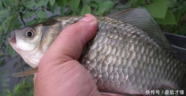 遇到走水就不钓了老钓鱼人无意透露这“锦囊”,看完不服都不行!