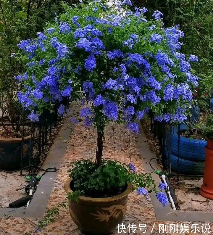 抗病、不招虫的天竺葵,屋里养一盆,开花一茬接一茬