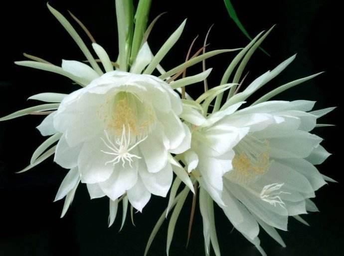 此花被称为“月下美人”,夜间开花,美成奇观,有机会要养一株