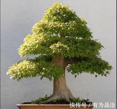 盆景各式各样，叫法各有不同，基础的13种式样，你见过几种